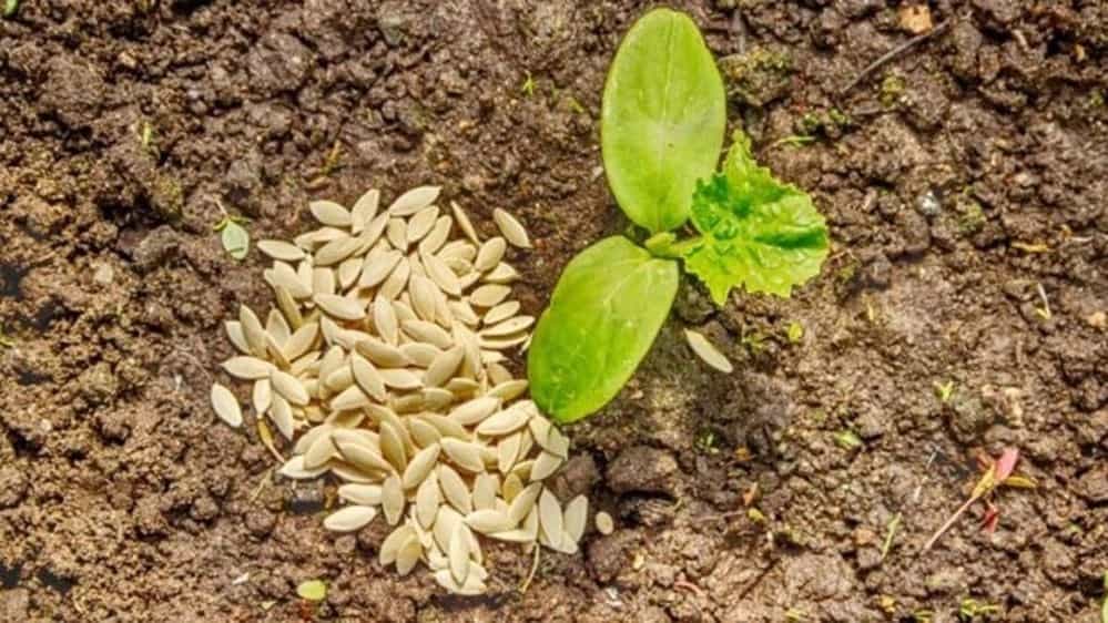 بهترین مرکز فروش بذر اصلاح شده در فروشگاه رویش بذر